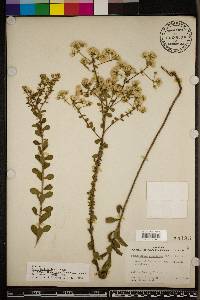 Sericocarpus tortifolius image
