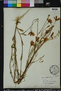 Sabatia grandiflora image