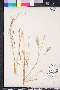 Bothriochloa glabra image