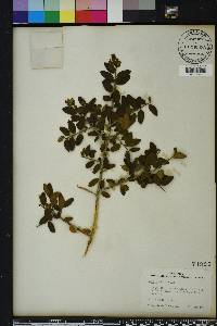 Ilex vomitoria image