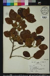 Coccoloba diversifolia image