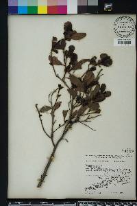 Conocarpus erectus image