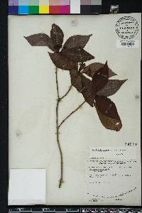 Psychotria nervosa image