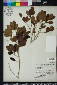 Eugenia foetida image