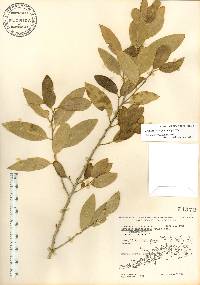 Drypetes diversifolia image
