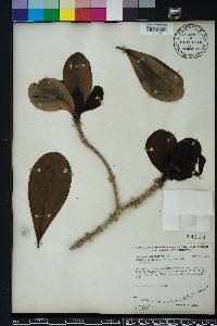 Genipa clusiifolia image