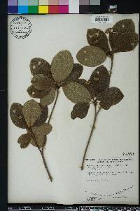 Guettarda scabra image