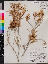 Croton linearis image