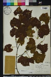 Vitis rotundifolia image