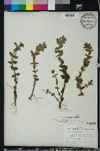 Bacopa caroliniana image