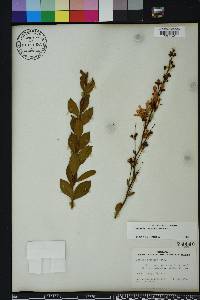 Bejaria racemosa image