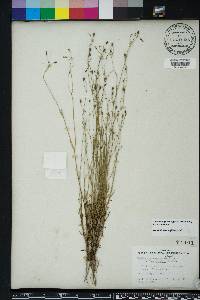 Wahlenbergia marginata image