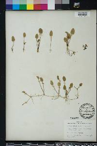 Centella asiatica image