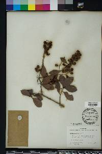 Conocarpus erectus image