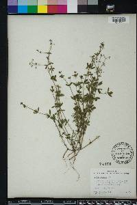 Galium pilosum image