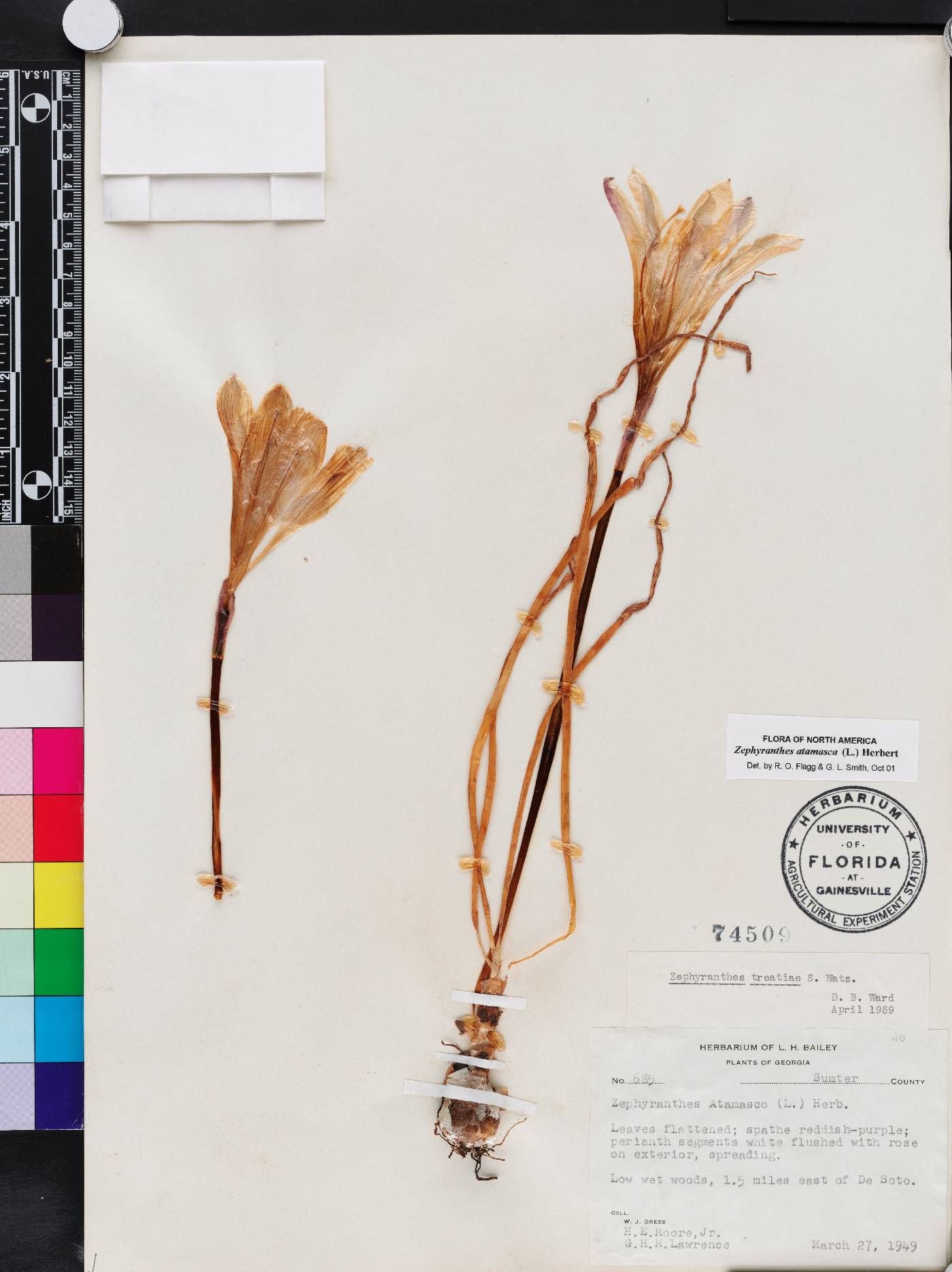 Zephyranthes atamasca image