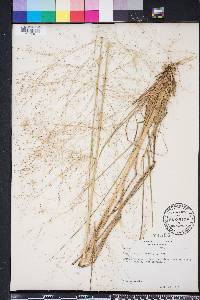 Eragrostis capillaris image