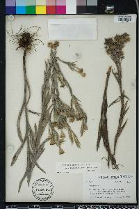 Pityopsis graminifolia image