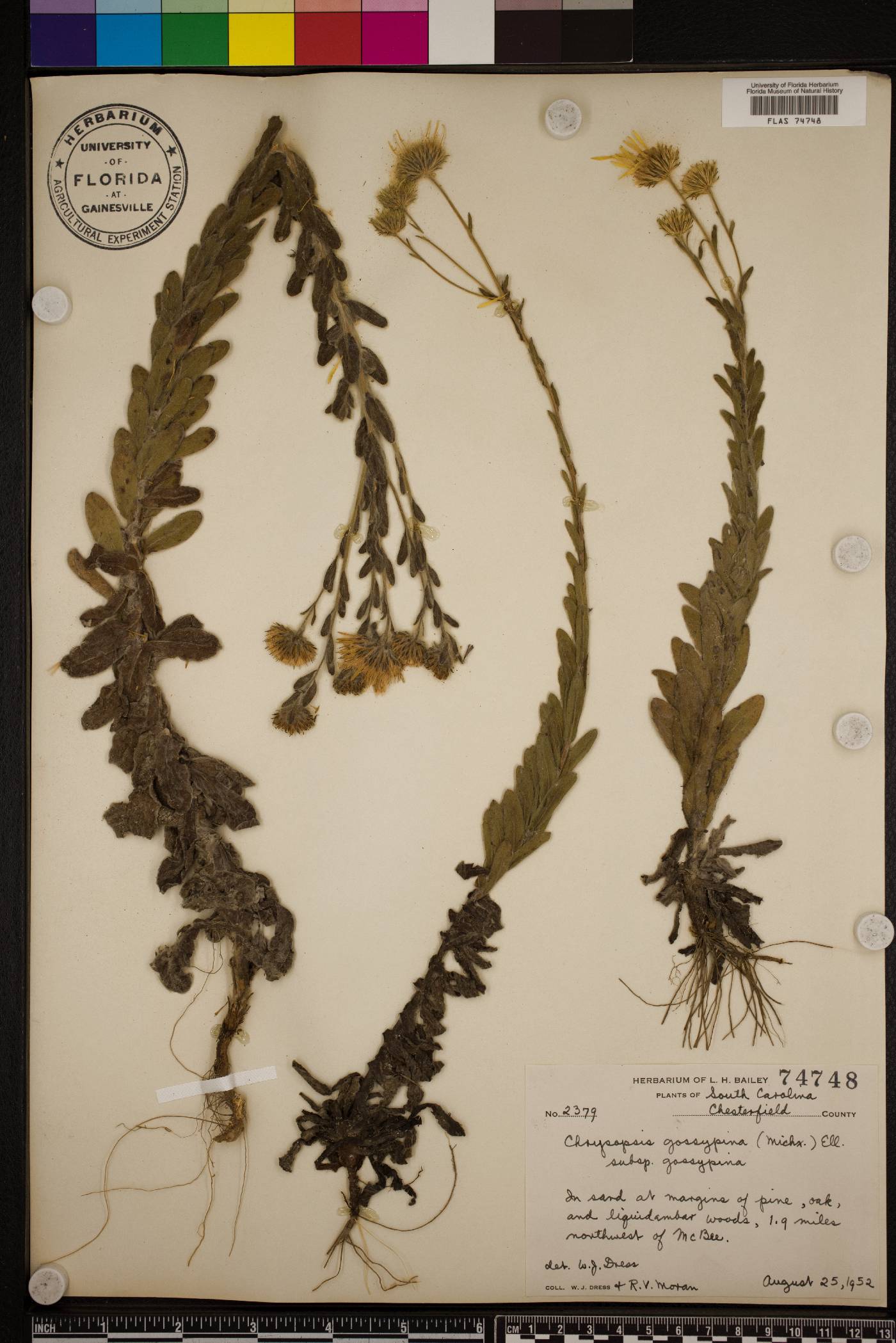 Chrysopsis gossypina image