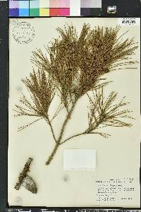 Pinus clausa image