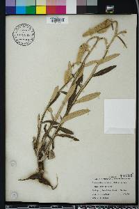 Pterocaulon pycnostachyum image