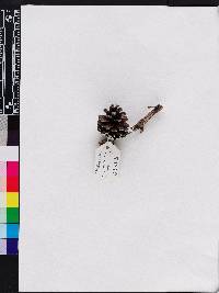 Pinus clausa image