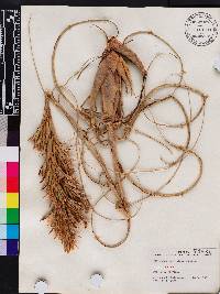 Tillandsia balbisiana image