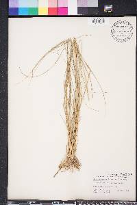 Eragrostis atrovirens image