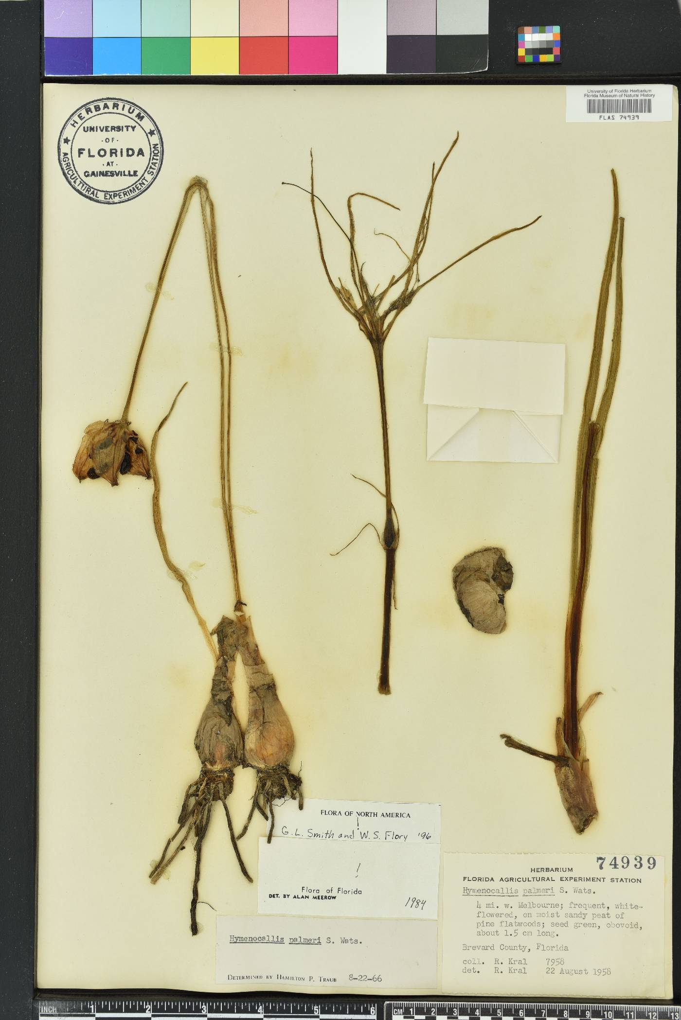 Hymenocallis palmeri image