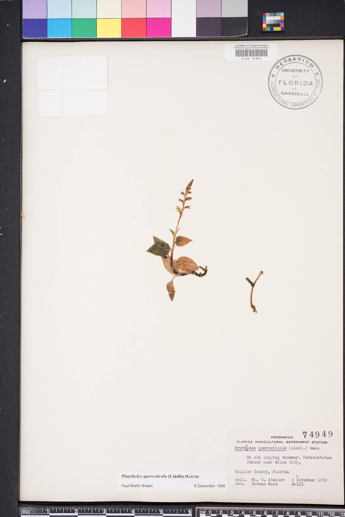 Platythelys querceticola image