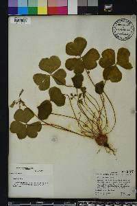 Oxalis corymbosa image