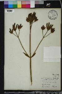 Verbena bonariensis image