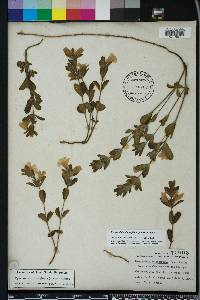 Dyschoriste oblongifolia image