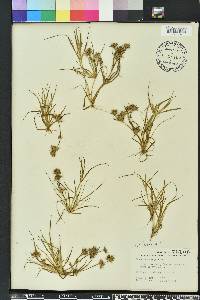 Juncus repens image