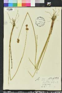 Juncus megacephalus image