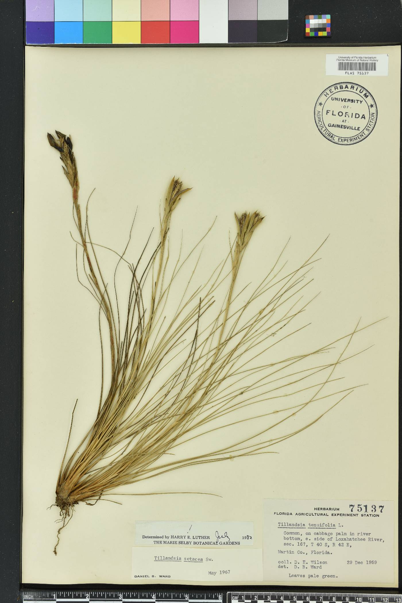 Tillandsia setacea image