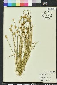 Carex festucacea image