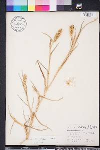 Cenchrus spinifex image