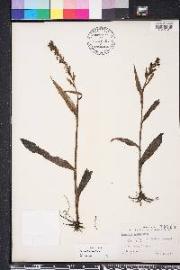 Habenaria repens image