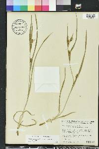 Carex glaucodea image