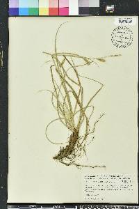 Carex cherokeensis image