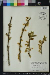 Halesia carolina image