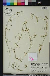 Vicia acutifolia image