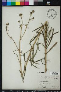 Helianthus angustifolius image