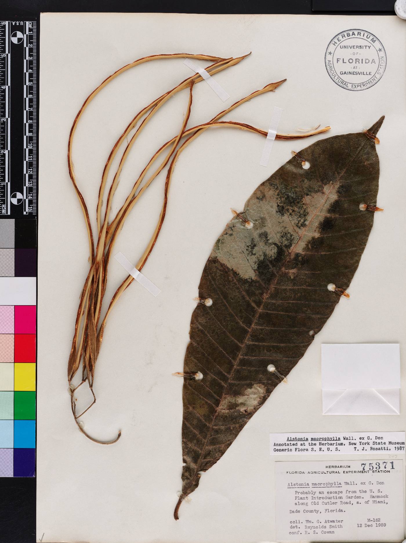 Alstonia macrophylla image