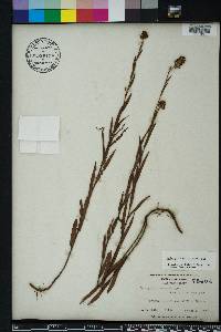 Ludwigia suffruticosa image