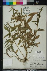 Ludwigia decurrens image