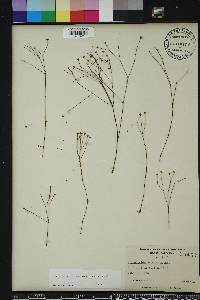 Stipulicida setacea image