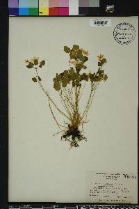 Anemonella thalictroides image