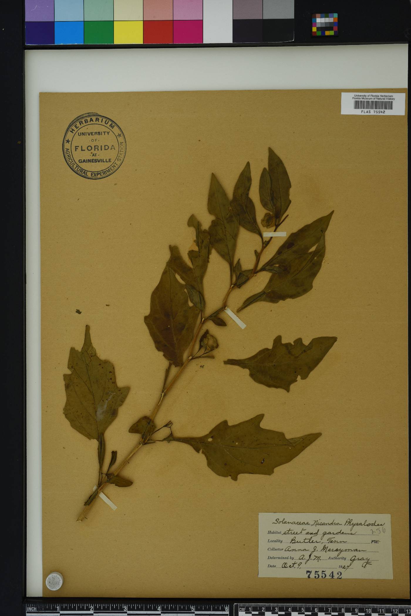 Nicandra physalodes image